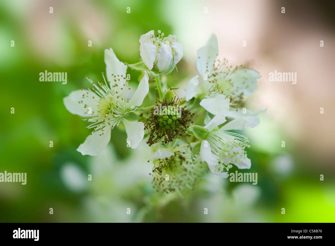 Close-up immagine della fioritura estiva rovo o Blackberry fiori che può essere morbido di colore rosa o bianco, prese nei confronti di un dolce sottofondo. Foto Stock