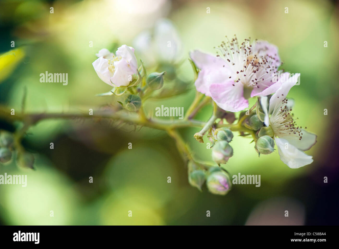 Close-up immagine della fioritura estiva rovo o Blackberry fiori che può essere morbido di colore rosa o bianco, prese nei confronti di un dolce sottofondo. Foto Stock