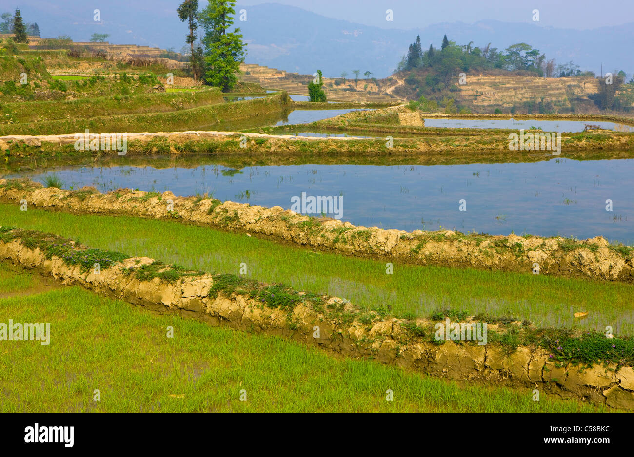 Yuanyang, Cina, Asia, terrazze di riso, coltivazione di riso, campi di riso, agricoltura, acqua, alberi, molla Foto Stock