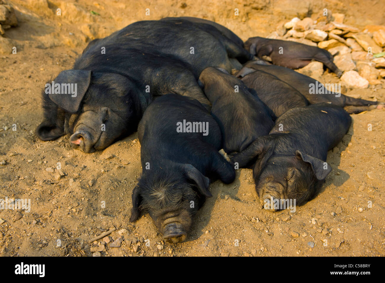 Yuanyang, Cina, Asia, suini della casa madre con i ragazzi Foto Stock