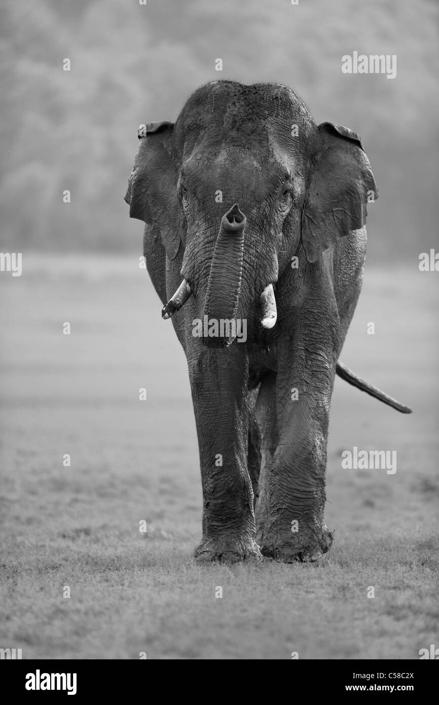 Un selvaggio Tusker Elephant avvicinando verso una telecamera a Jim Corbett, India. [Elephas maximus] Foto Stock