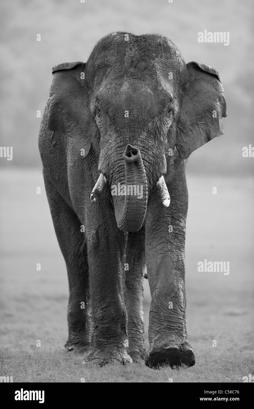 Un selvaggio Tusker Elephant avvicinando verso una telecamera a Jim Corbett, India. [Elephas maximus] Foto Stock