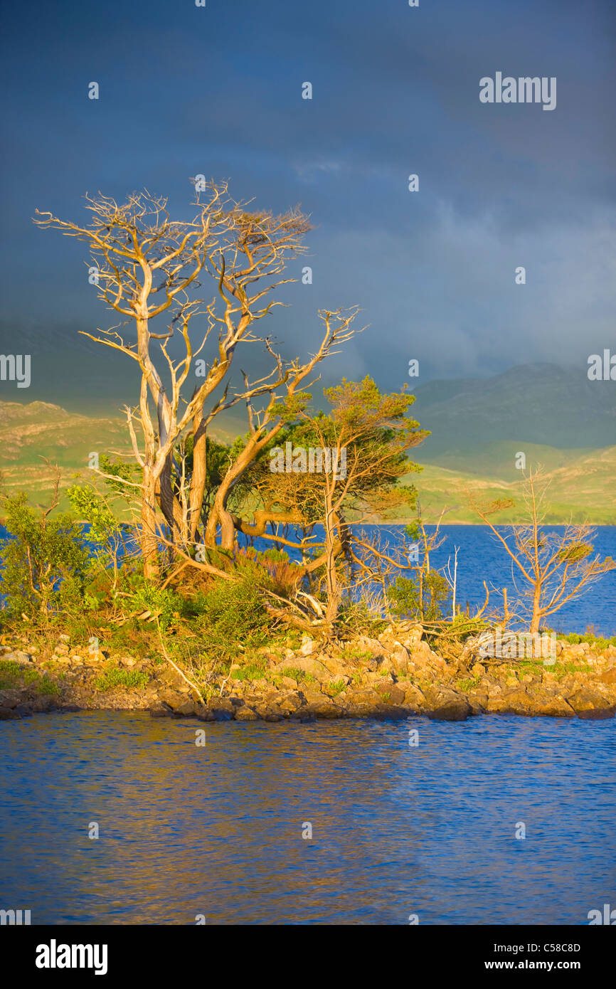 Loch Assynt, Gran Bretagna, Scozia, Europa costa, isola, isola, alberi, luce della sera, nuvole Foto Stock
