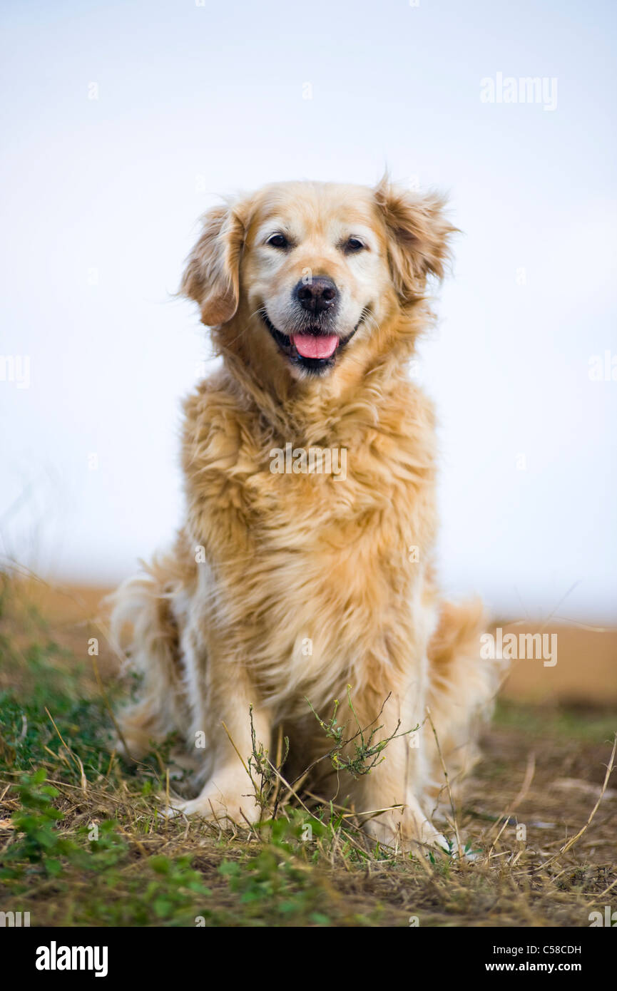 Outdoor ritratto di un cane obbediente; un anziana donna golden retriever. Foto Stock