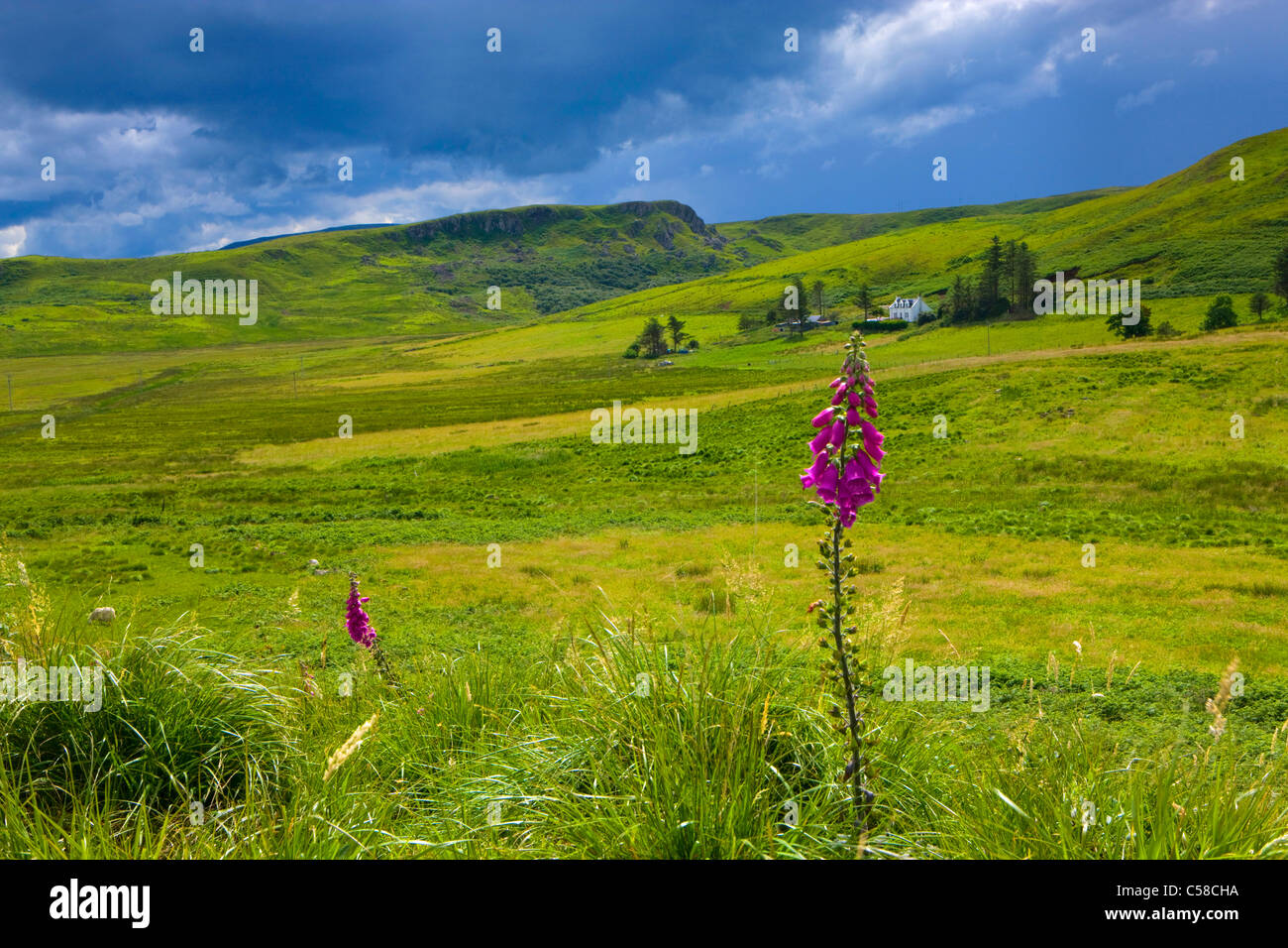 Shulista, Gran Bretagna, Scozia, Europa, isola, isola, Skye, prati, pascoli, Willow, fiori, ditale, house, home, nuvole t Foto Stock