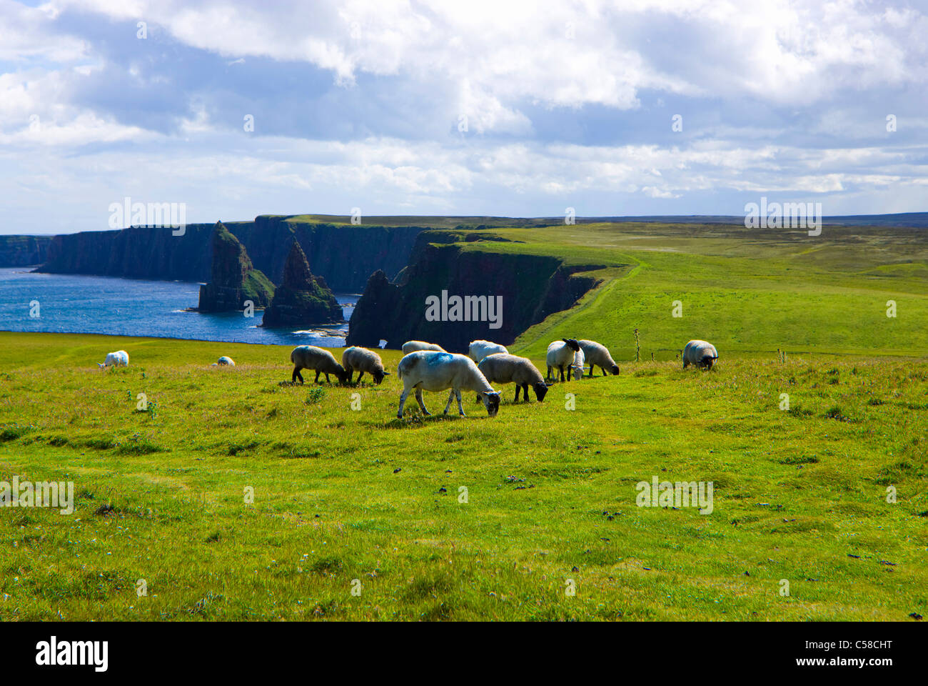 Pile di Duncansby, Gran Bretagna, Scozia, Europa costa, ripida costa, pascolo, Willow, pecore Foto Stock