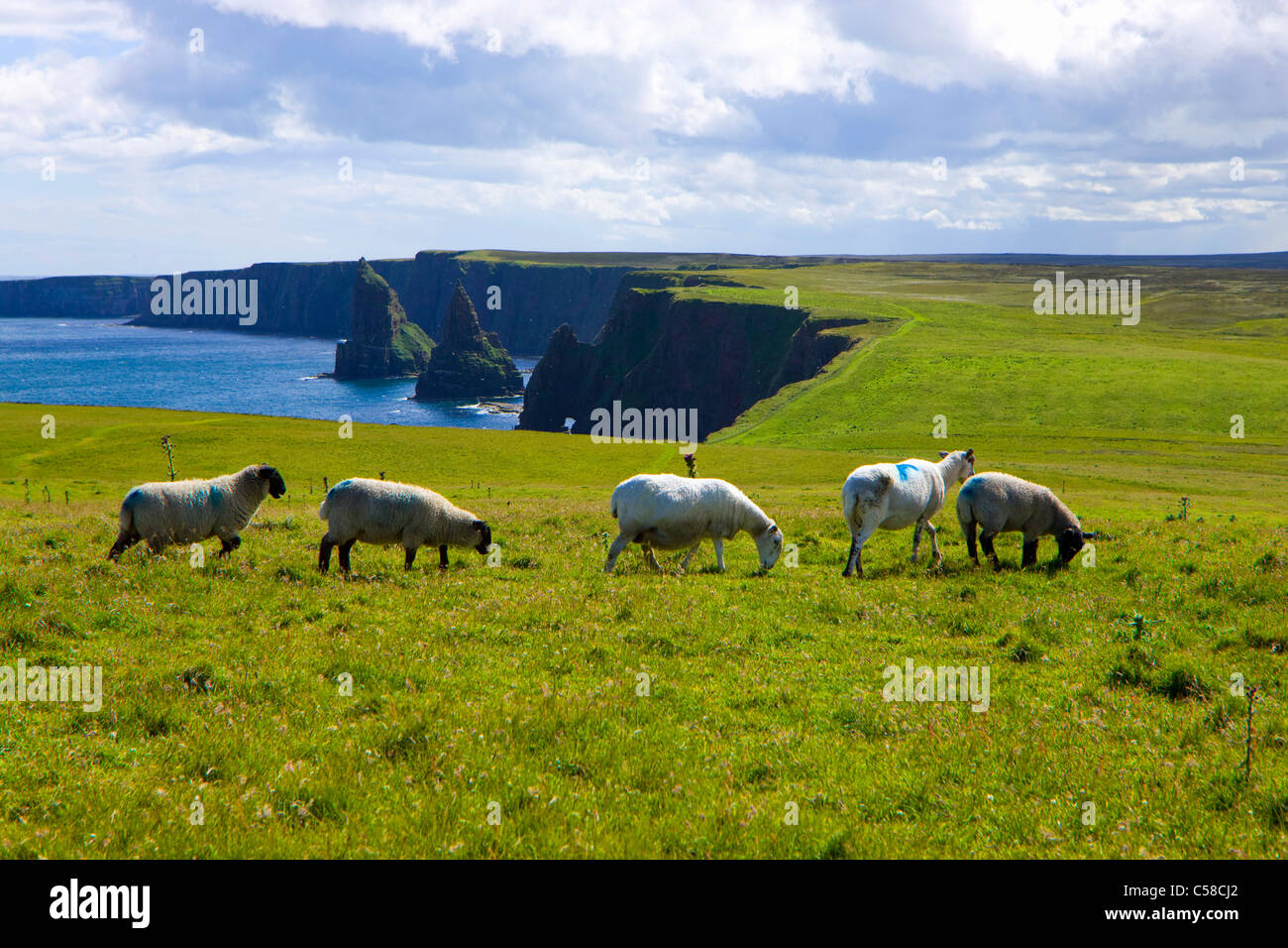 Pile di Duncansby, Gran Bretagna, Scozia, Europa costa, ripida costa, pascolo, Willow, pecore Foto Stock