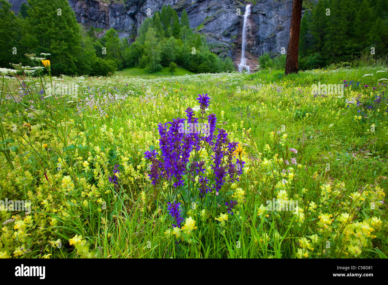 La tour, Svizzera, Europa, canton Vallese, riserva naturale Val d'Hérens, prato, fiori di prato, fiori di prato, salvia, stridio Foto Stock