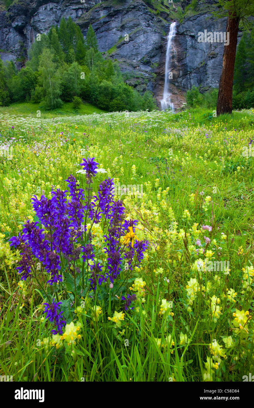 La tour, Svizzera, Europa, canton Vallese, riserva naturale Val d'Hérens, prato, fiori di prato, fiori di prato, salvia, stridio Foto Stock