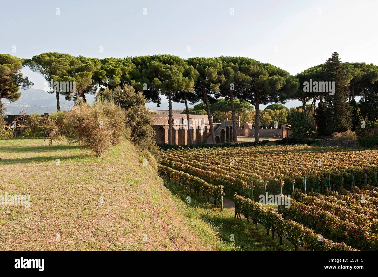 L'Italia, Pompei, archeologia, alberi, vigneto, vino Foto Stock