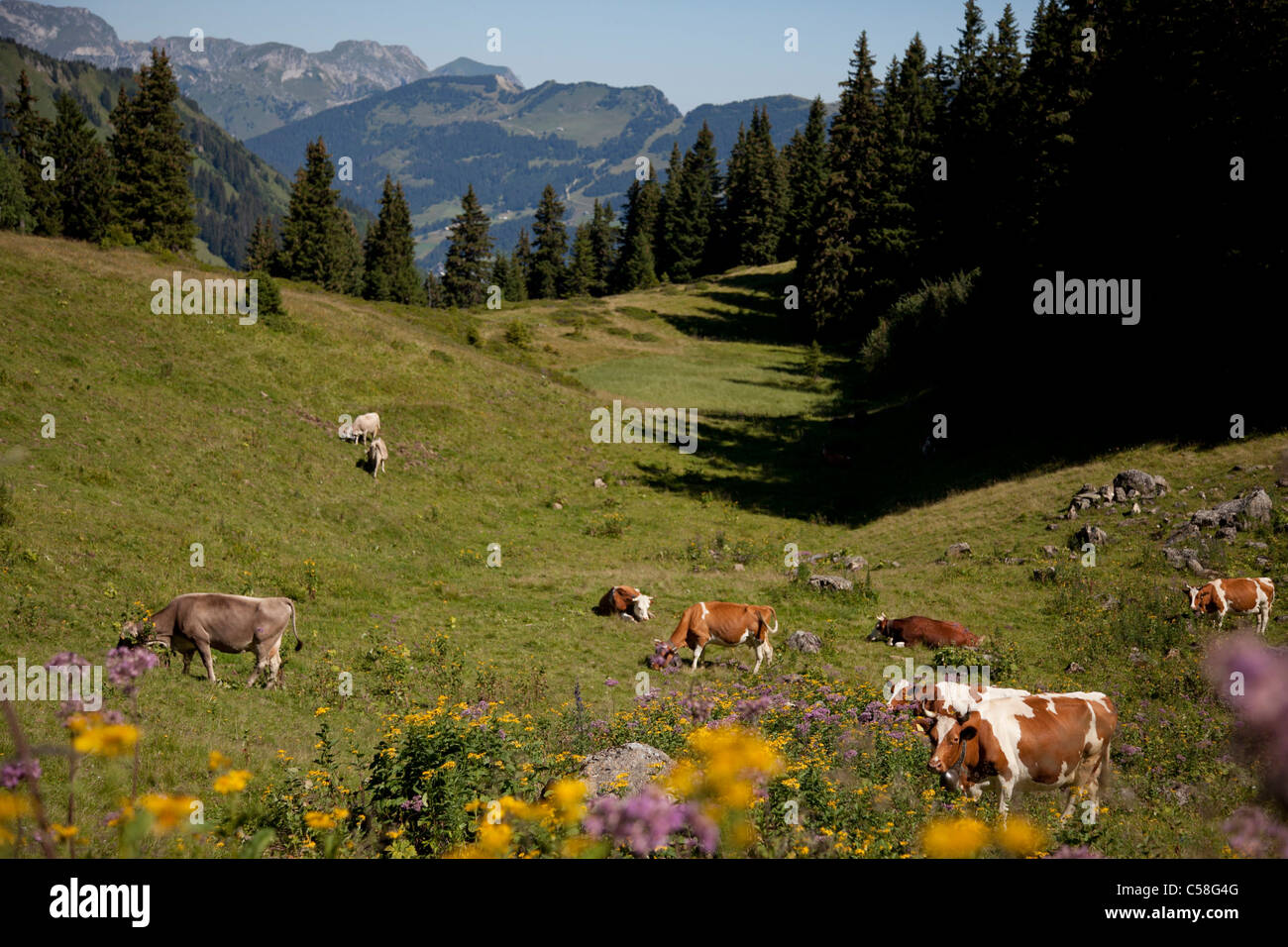 Dents du Midi, Morgins, Portes du Soleil, Svizzera Vallese, alpi, altitudine, mucca, montagna, pascoli di montagna, Foto Stock