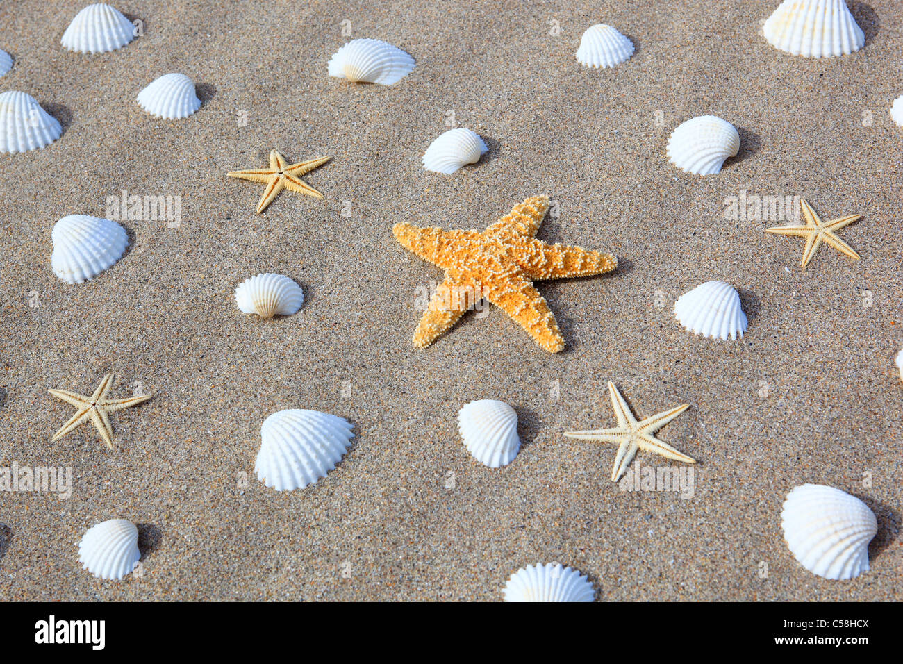 Dettaglio, Gran Bretagna, costa, macro, mare, mare animale, le cozze, le cozze, modelli, esempi di close-up, natura, mare del nord, sabbia, san Foto Stock