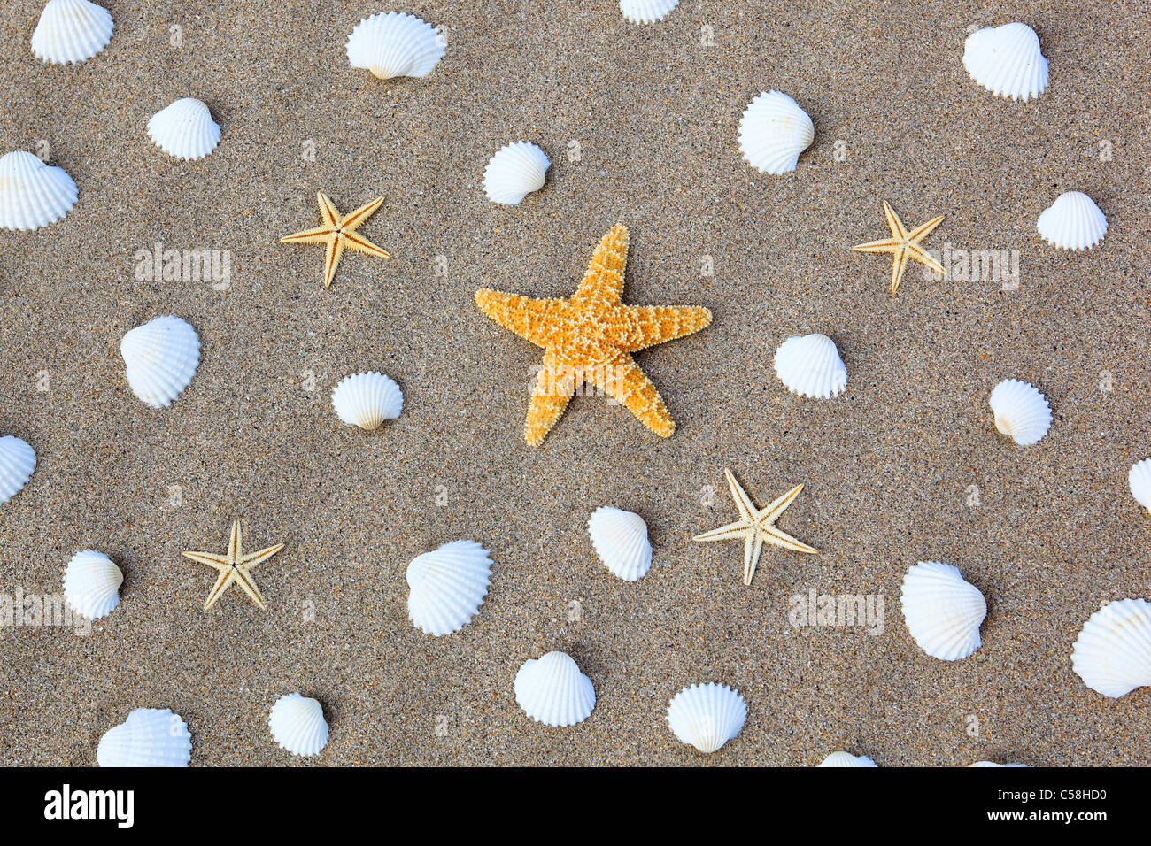 Dettaglio, Gran Bretagna, costa, macro, mare, mare animale, le cozze, le cozze, modelli, esempi di close-up, natura, mare del nord, sabbia, san Foto Stock