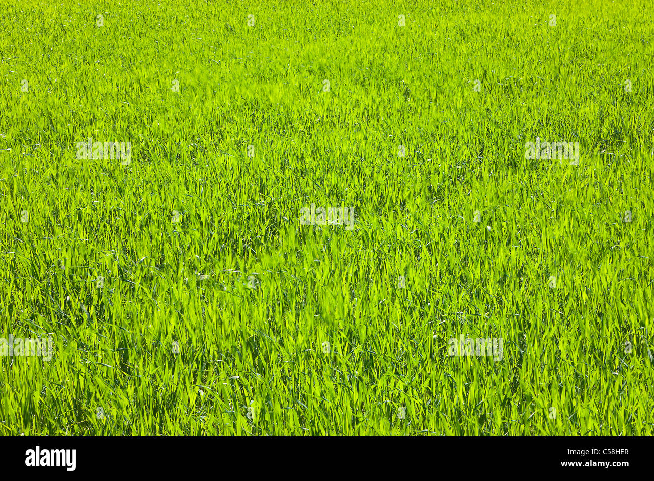 Natura, erba, impianto, falciare, prati, lame di erba, prato, verde Foto Stock