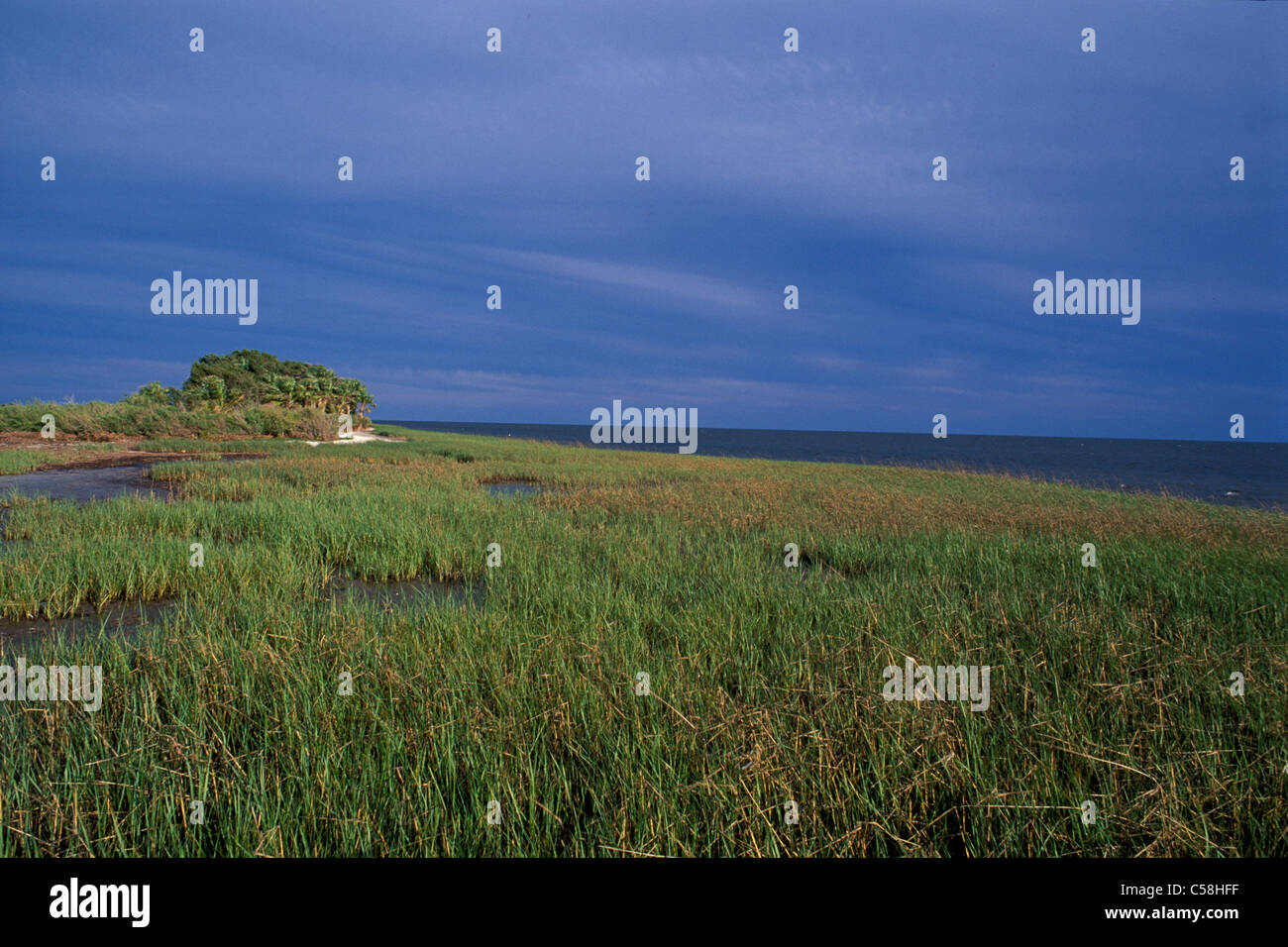 Una palude, Storm, costa del golfo, San Marchi, National Wildlife Refuge, Florida, Stati Uniti d'America, Stati Uniti, America, reed, Natura Foto Stock