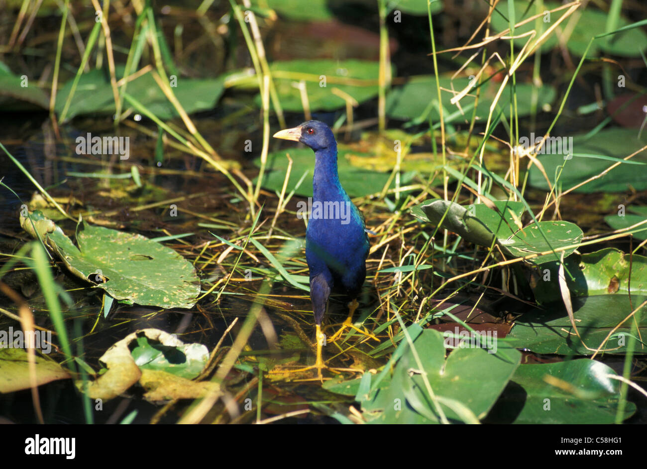 Pollo sultano, Everglades, Florida, Stati Uniti d'America, Stati Uniti, America, bird, natura, animali Foto Stock