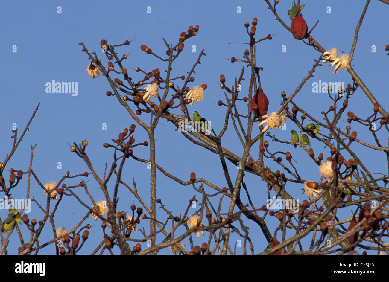 White eyed parrocchetto, Amazonia, Brasile, Sud America, bird, struttura ad albero Foto Stock