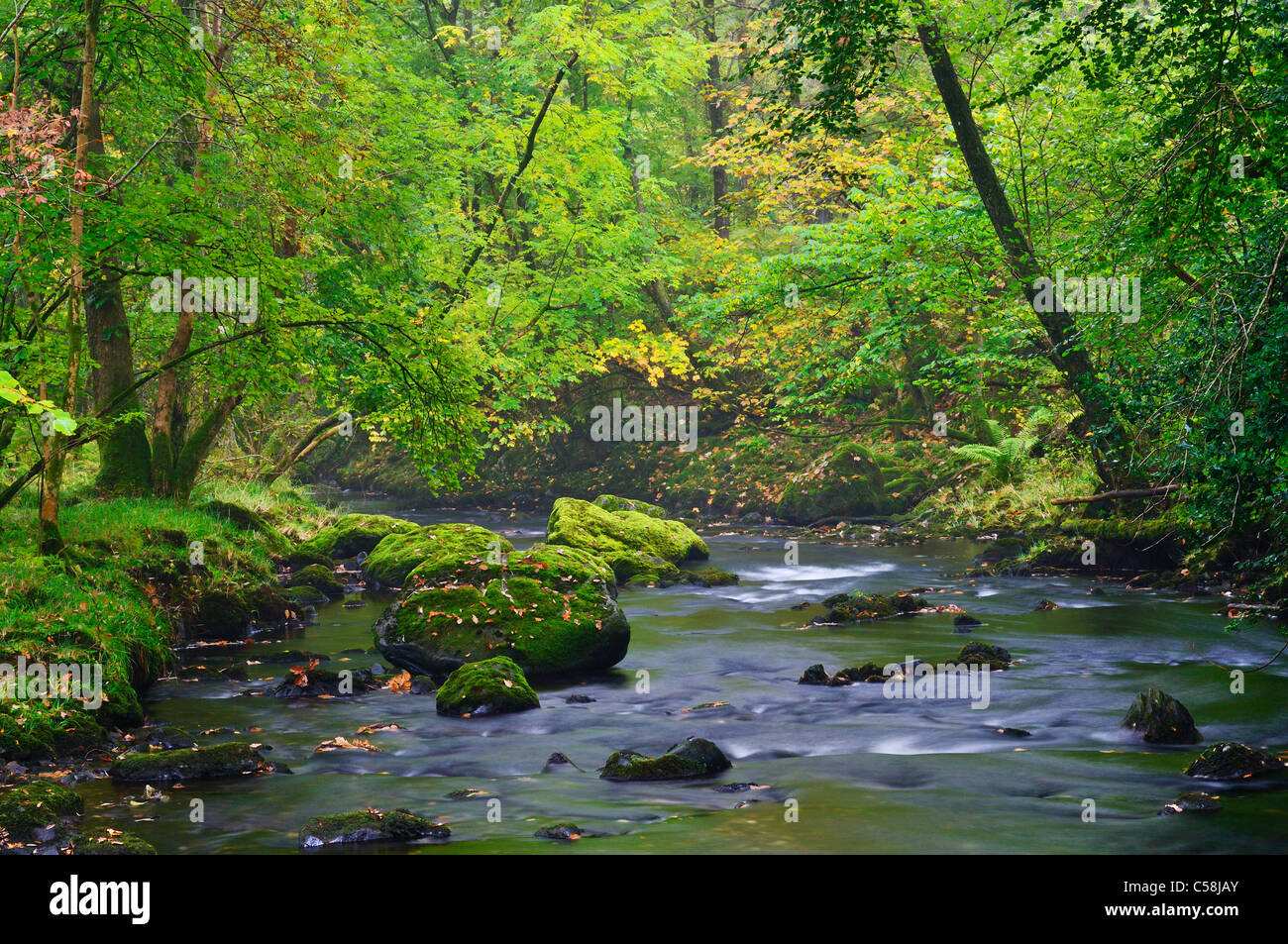 Fiume Brathay nel bosco a valle della forza Colwith cascata nel Parco nazionale del Lake District Cumbria, Inghilterra. Foto Stock