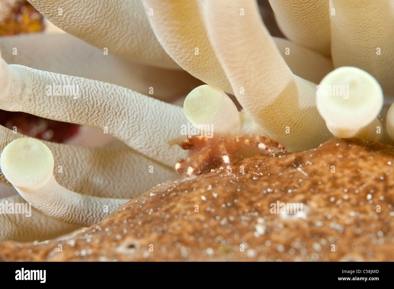 Un nastrare aggrappati Granchio in un anemone su una scogliera in Little Cayman. Foto Stock