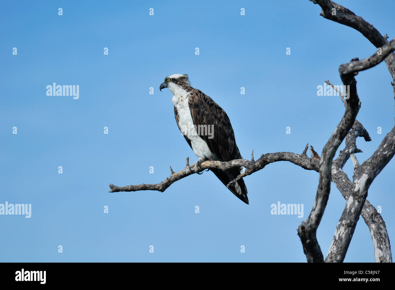 Osprey, J. N. Ding Darling, National Wildlife Refuge, bird, ramo Foto Stock