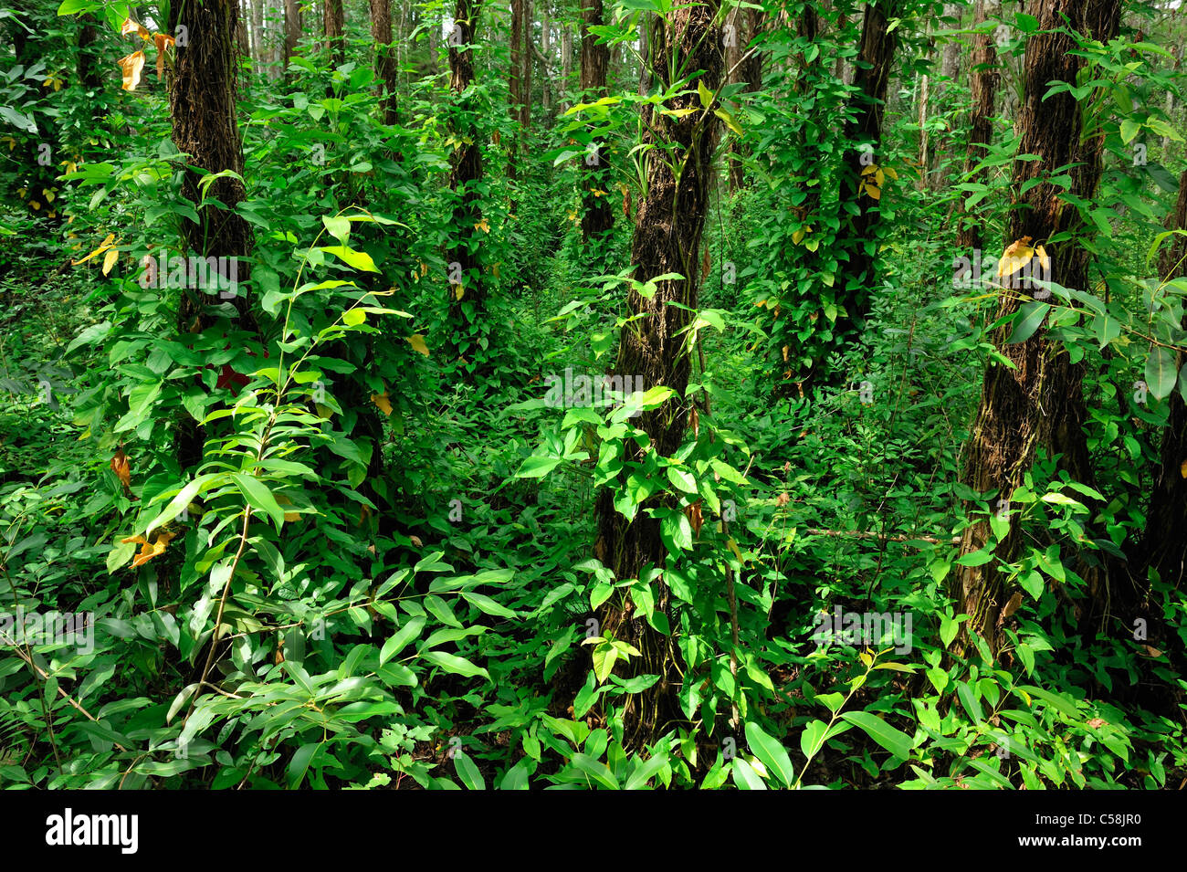 Foresta, Ah-Tah-Thi-Ki- Museo, Big Cypress Seminole, prenotazione indiana, Florida, Stati Uniti d'America, Stati Uniti, America, alberi, natura Foto Stock