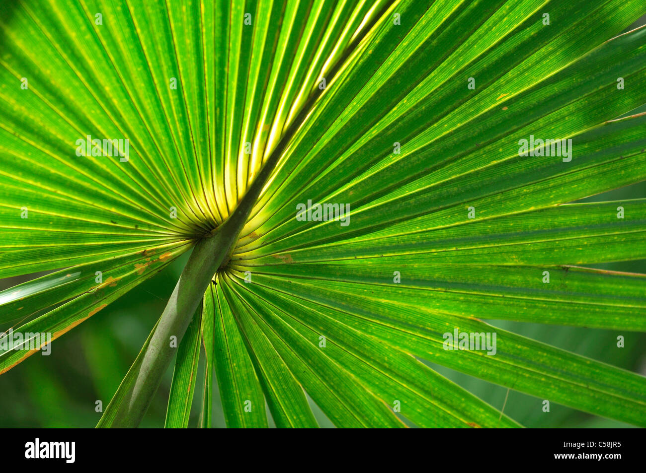 Palm, foglia, Ah-Tah-Thi-Ki- Museo, Big Cypress Seminole Indian Reservation, Florida, Stati Uniti d'America, Stati Uniti, America, verde Foto Stock