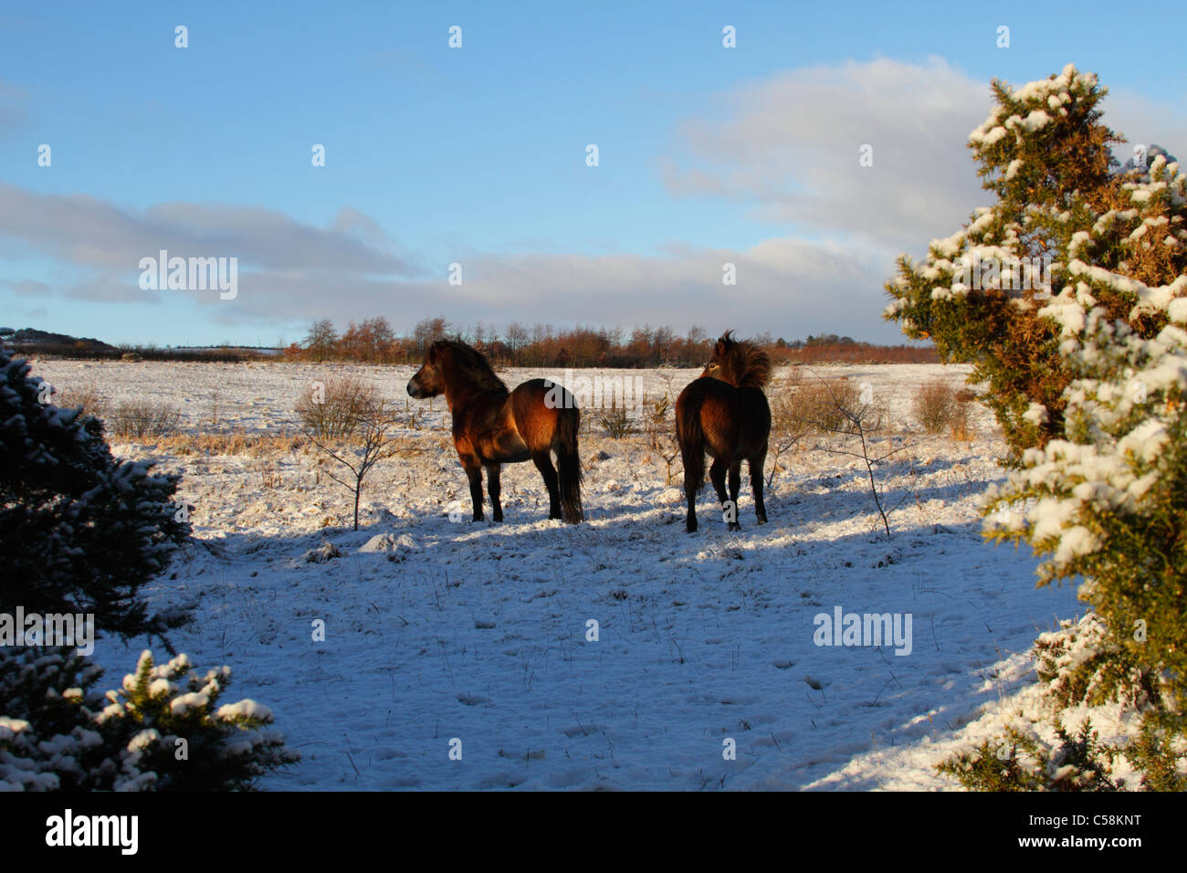 Exmoor pony nella neve su Daisy Hill NR Foto Stock