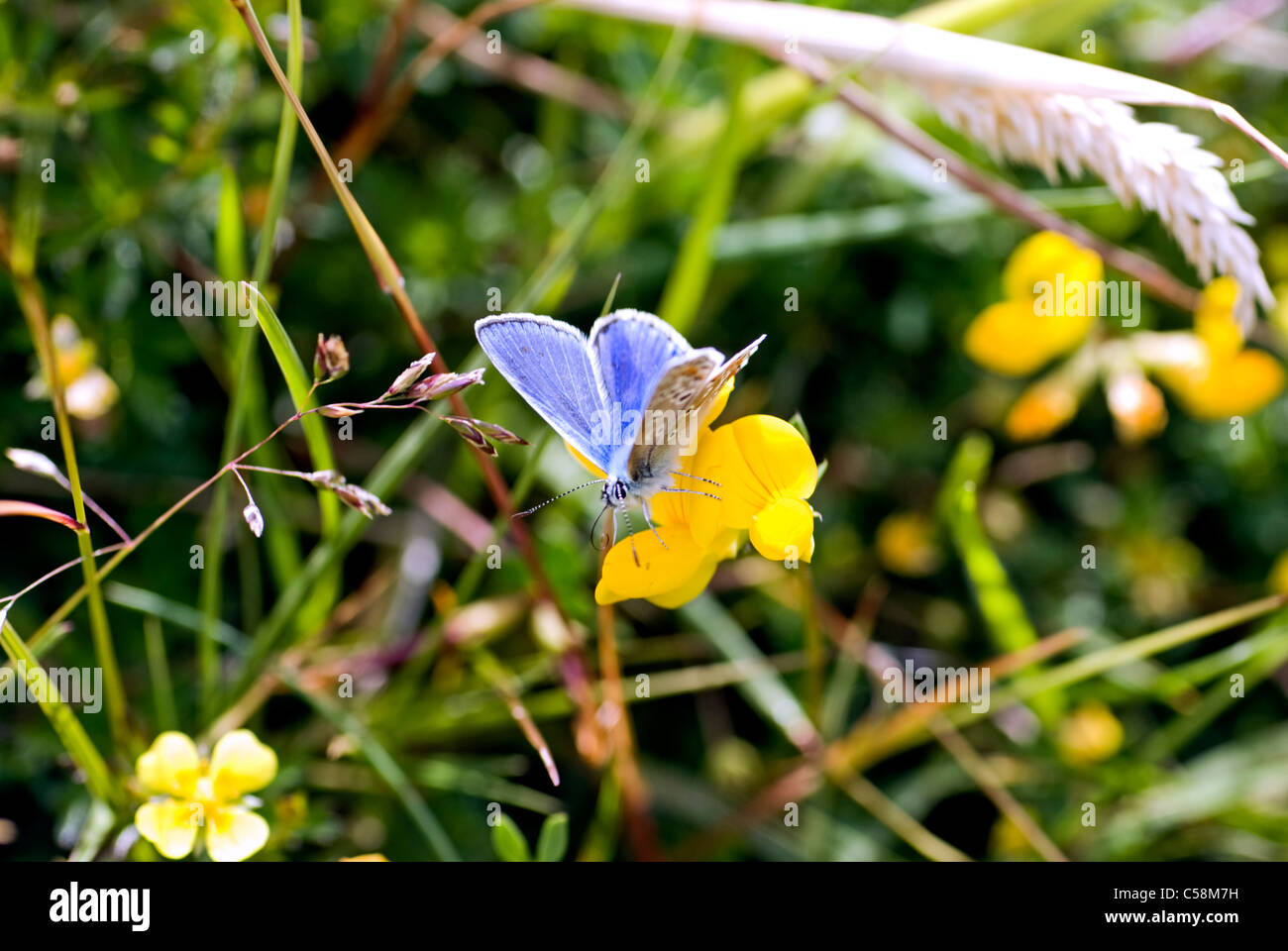 Animale, insetto, Butterfly, Adonis blu, Lysandra bellargus, Foto Stock