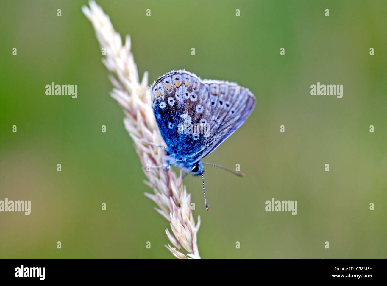 Animale, insetto, Butterfly, Adonis blu, Lysandra bellargus, Foto Stock