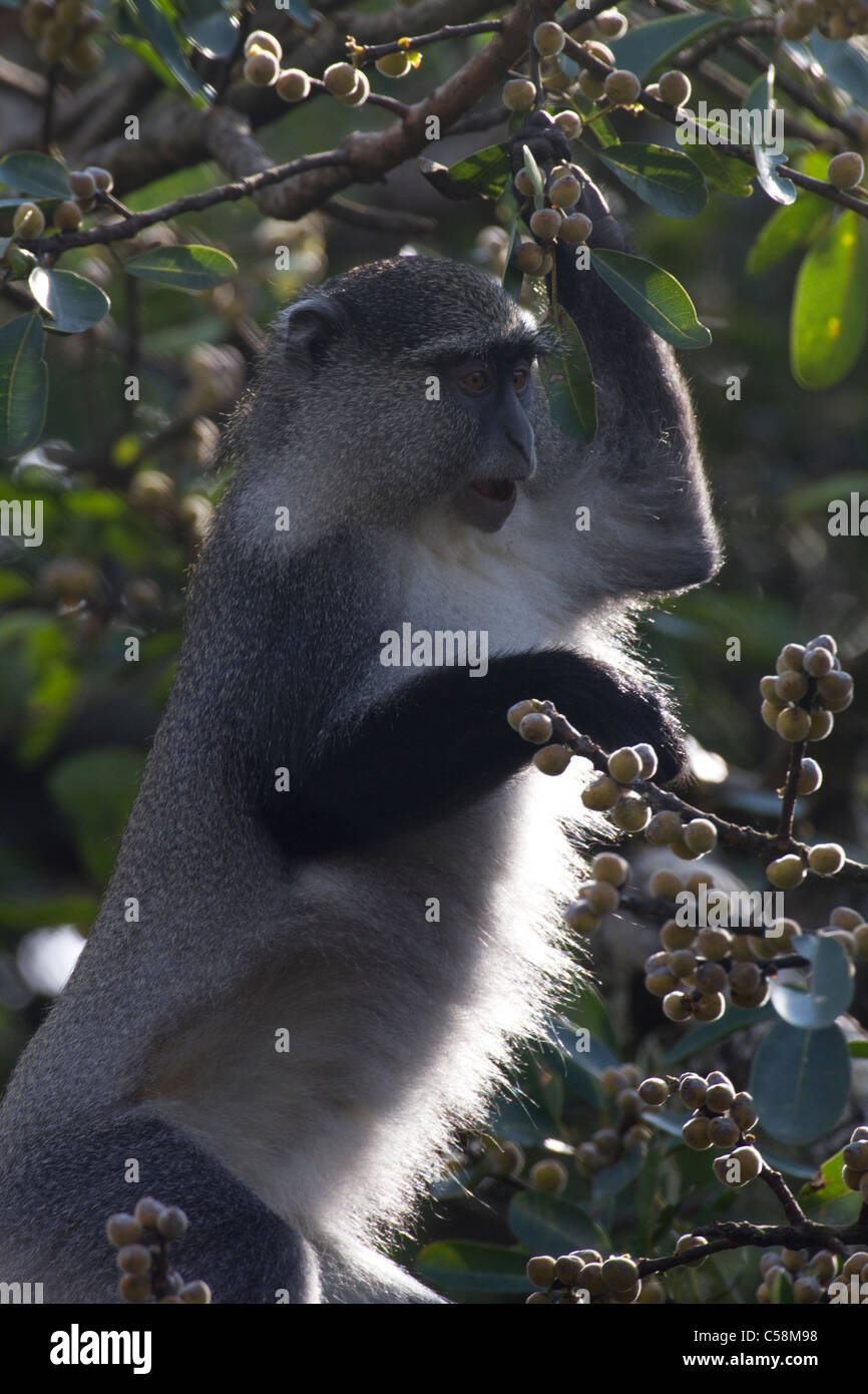 Sykes (blu) scimmia in fig tree Foto Stock