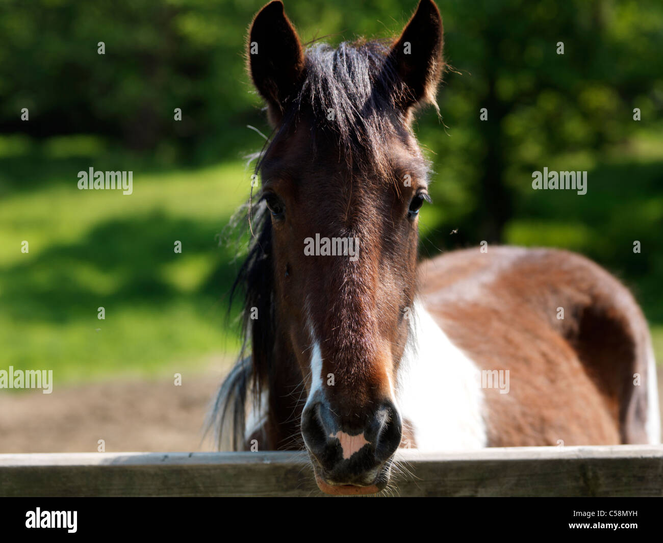 Marrone e bianco cavallo in zona paddock Redhill Surrey in Inghilterra Foto Stock