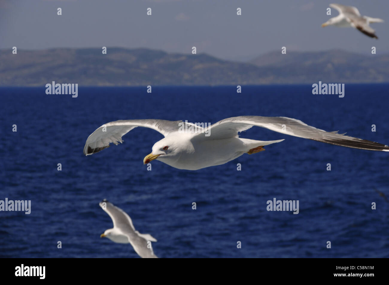 Seagull battenti. La Grecia. Foto Stock