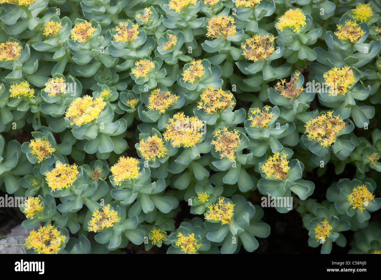 Rose radice; Rhodiola rosea; Mull Foto Stock