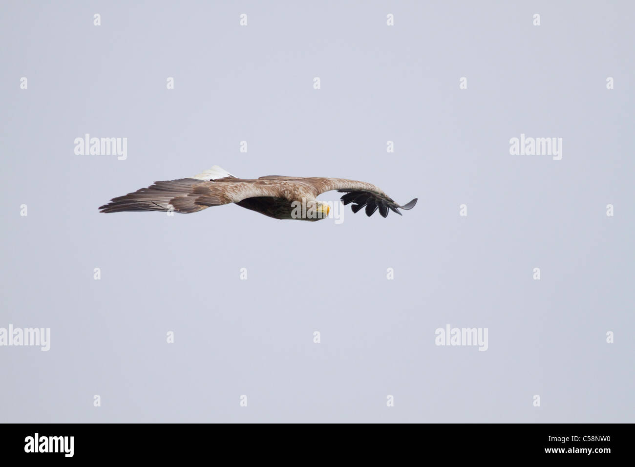 Sea Eagle; Haliaeetus leucocephalus; in volo; Mull Foto Stock