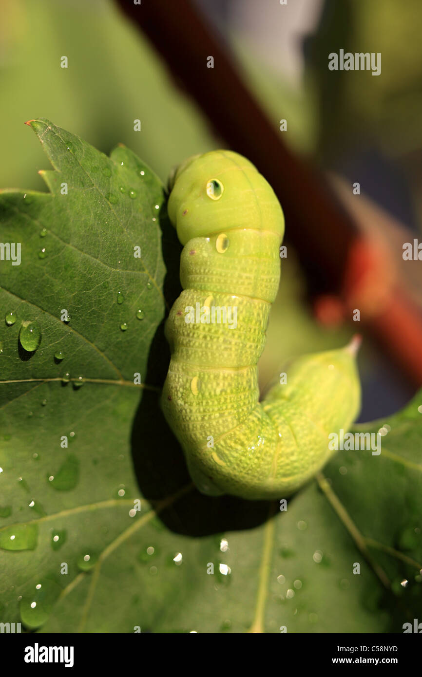 Caterpillar verde su una foglia di vino in Grecia Foto Stock