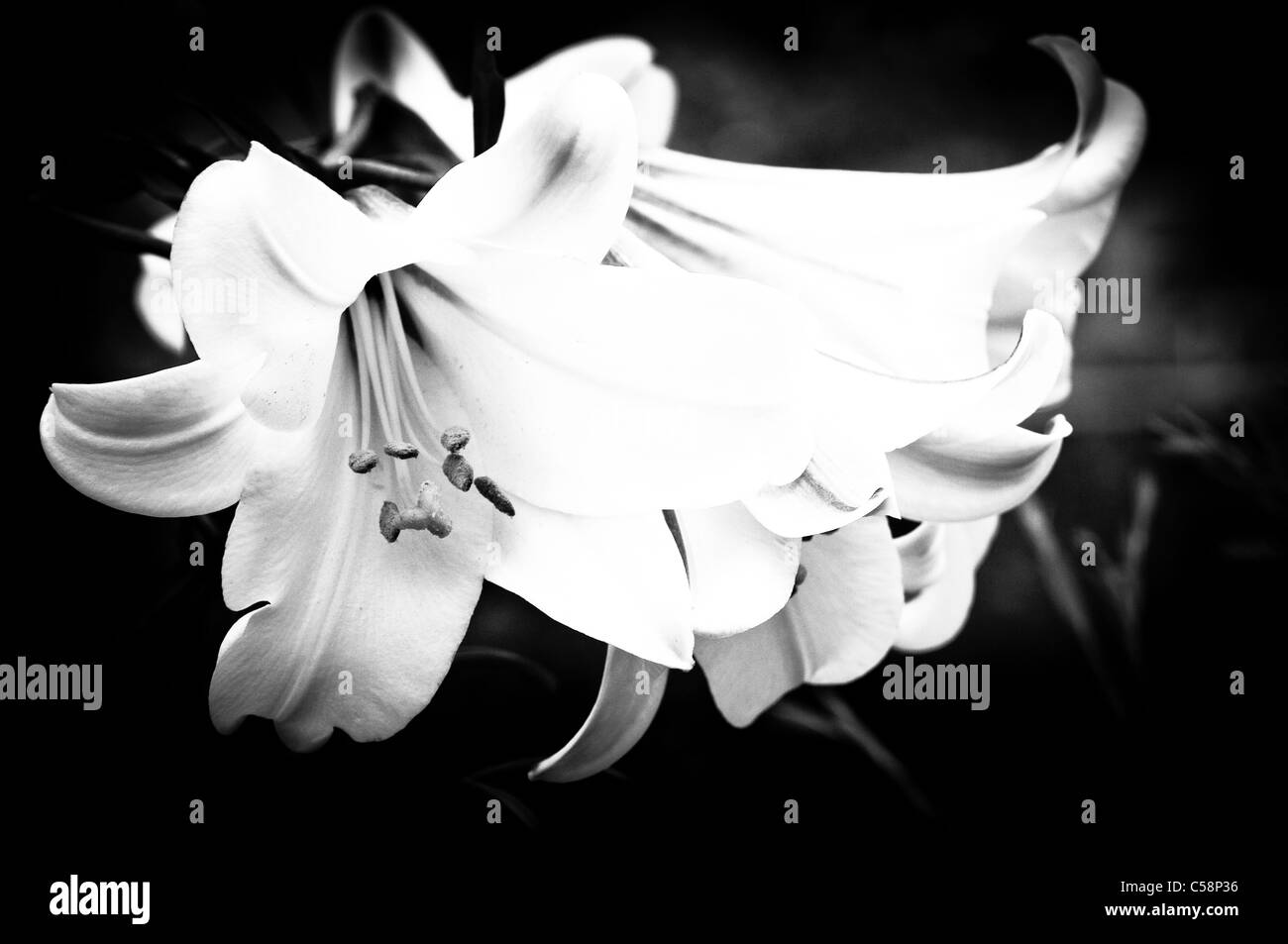 Lilies in bianco e nero Foto Stock
