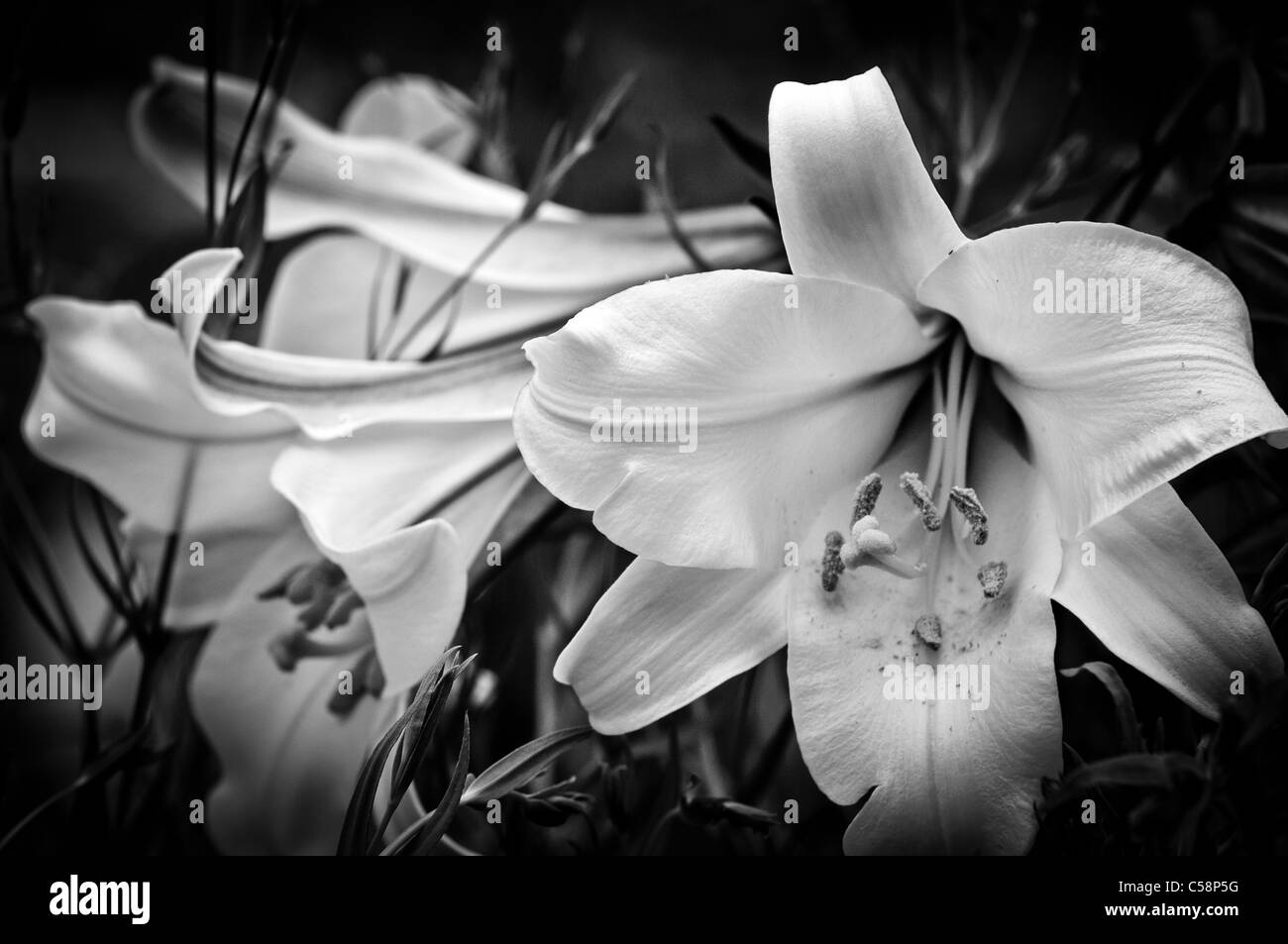 Lilies in bianco e nero Foto Stock