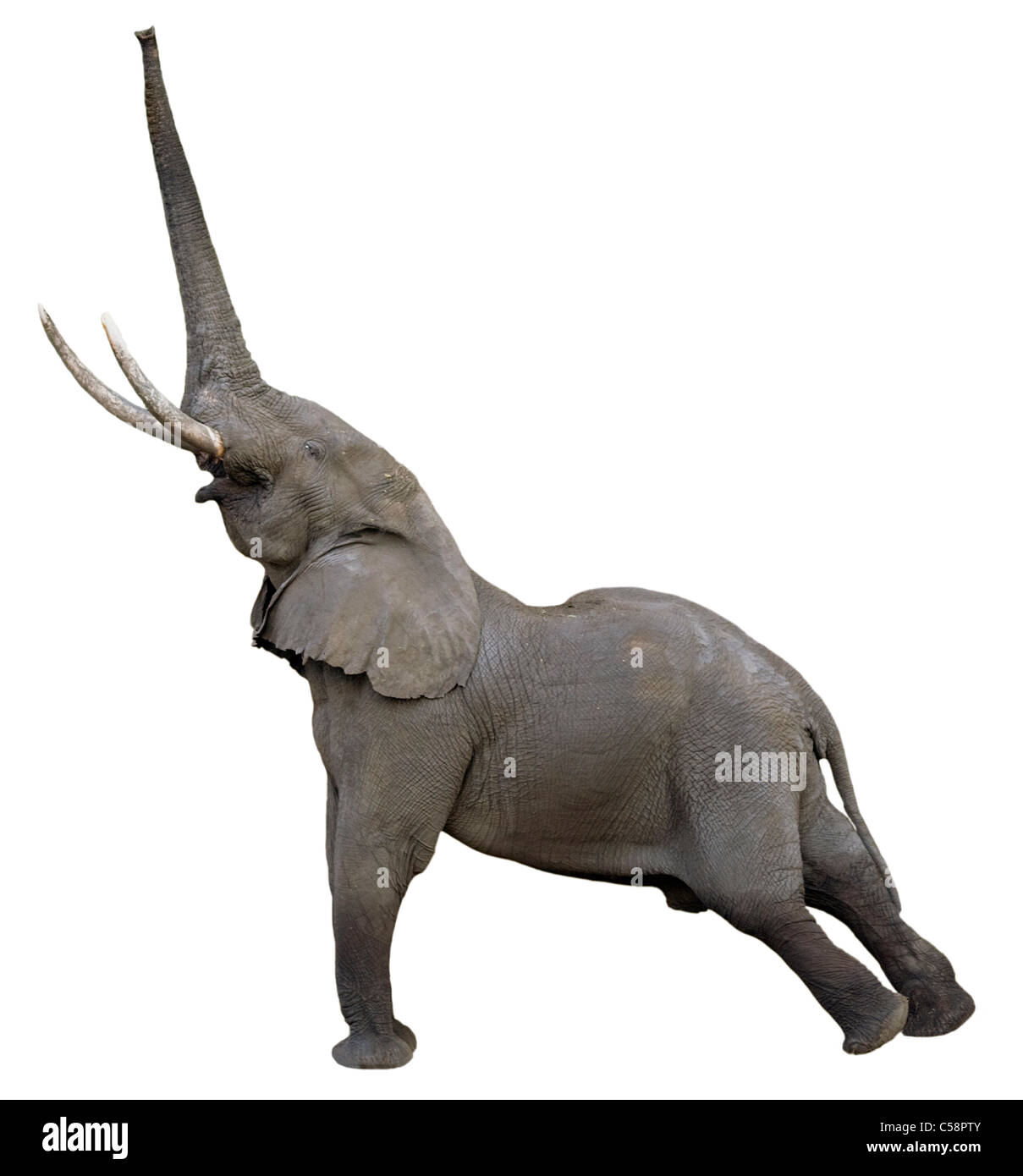 Side-in vista di una bull elephant trunk con stese in aria Foto Stock