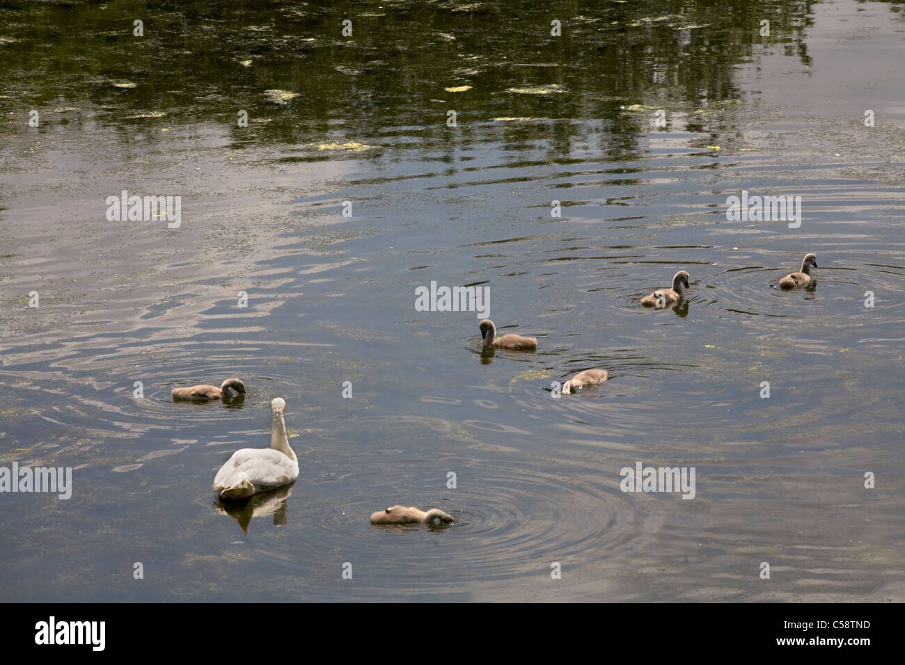 Gamba o di montone lago & sentiero natura richmond London Inghilterra England Foto Stock