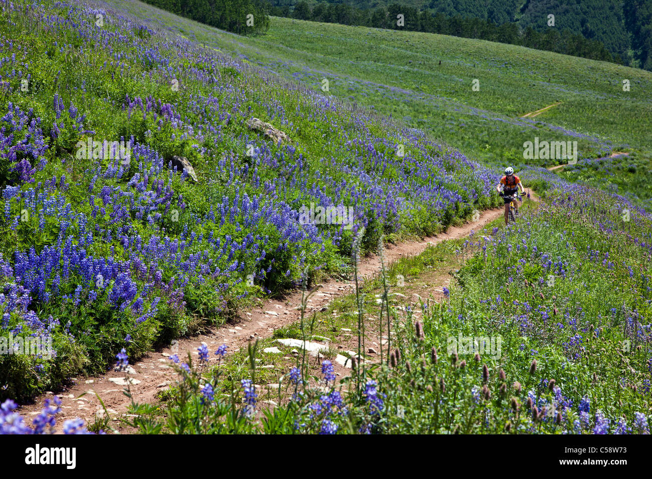 Mountain Biker a cavallo tra Lupino azzurro fiori selvaggi sulla spazzola Creek Road vicino a Crested Butte, Colorado, STATI UNITI D'AMERICA Foto Stock