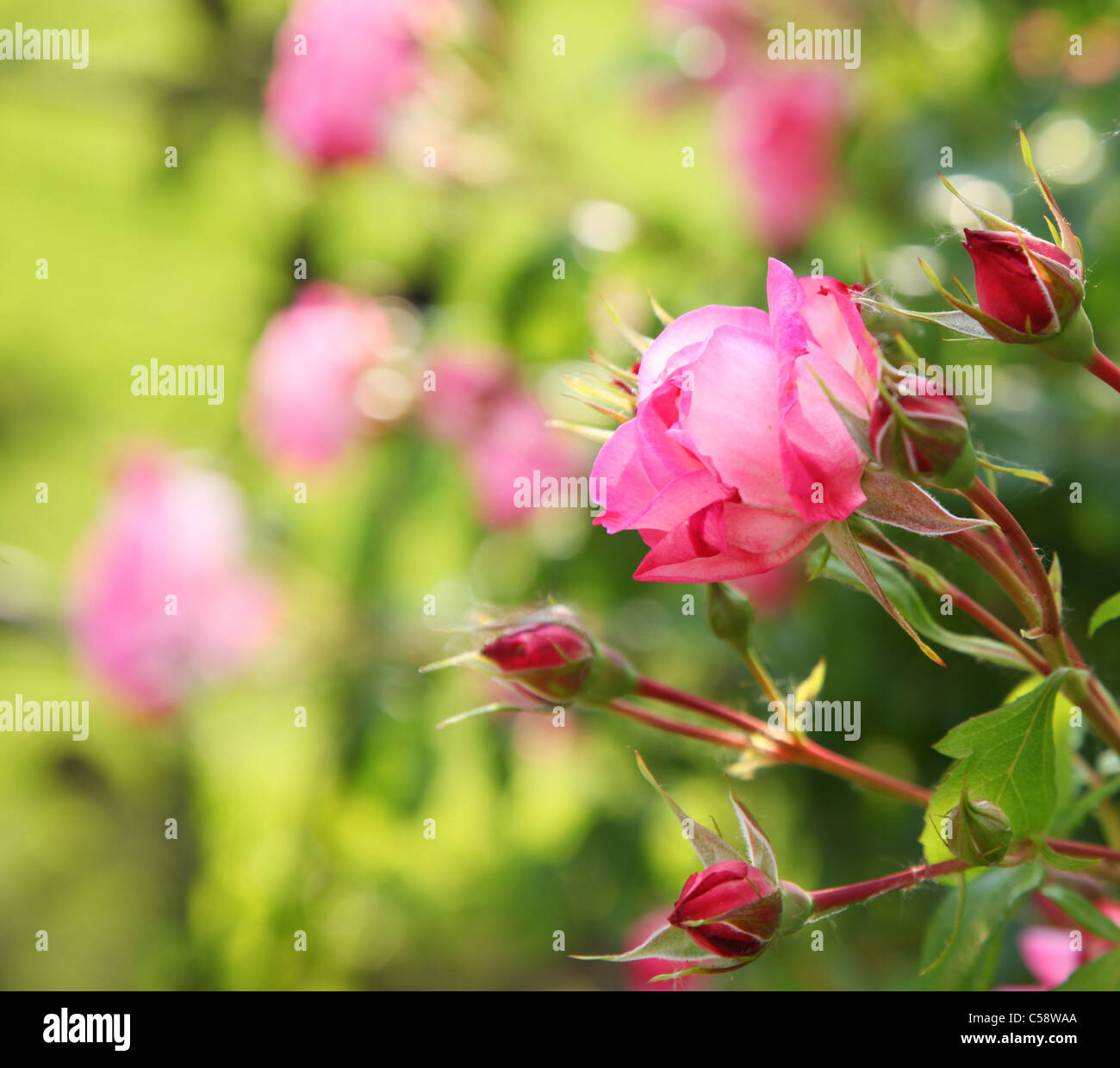 Gara di piccole rose su sfondo sfocato. Foto Stock