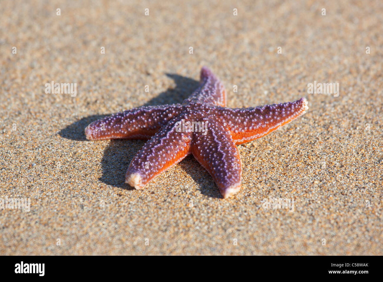 Starfish su di una spiaggia di sabbia Foto Stock