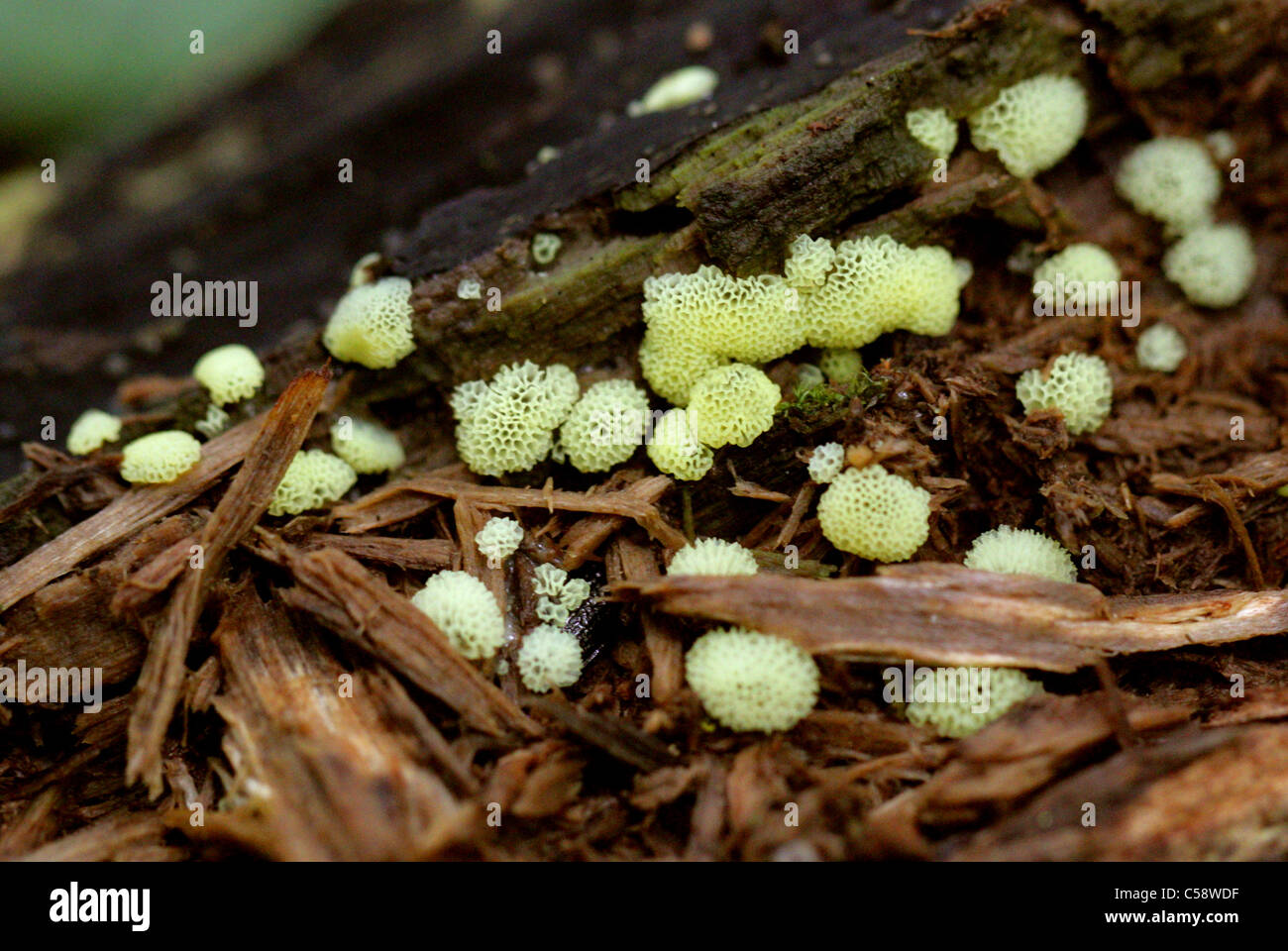 Coral Slime stampo forma Poroid, Ceratiomyxa fruticulosa var. porioides, Ceratiomyxaceae, Protosteliales, Amoebozoa. Foto Stock