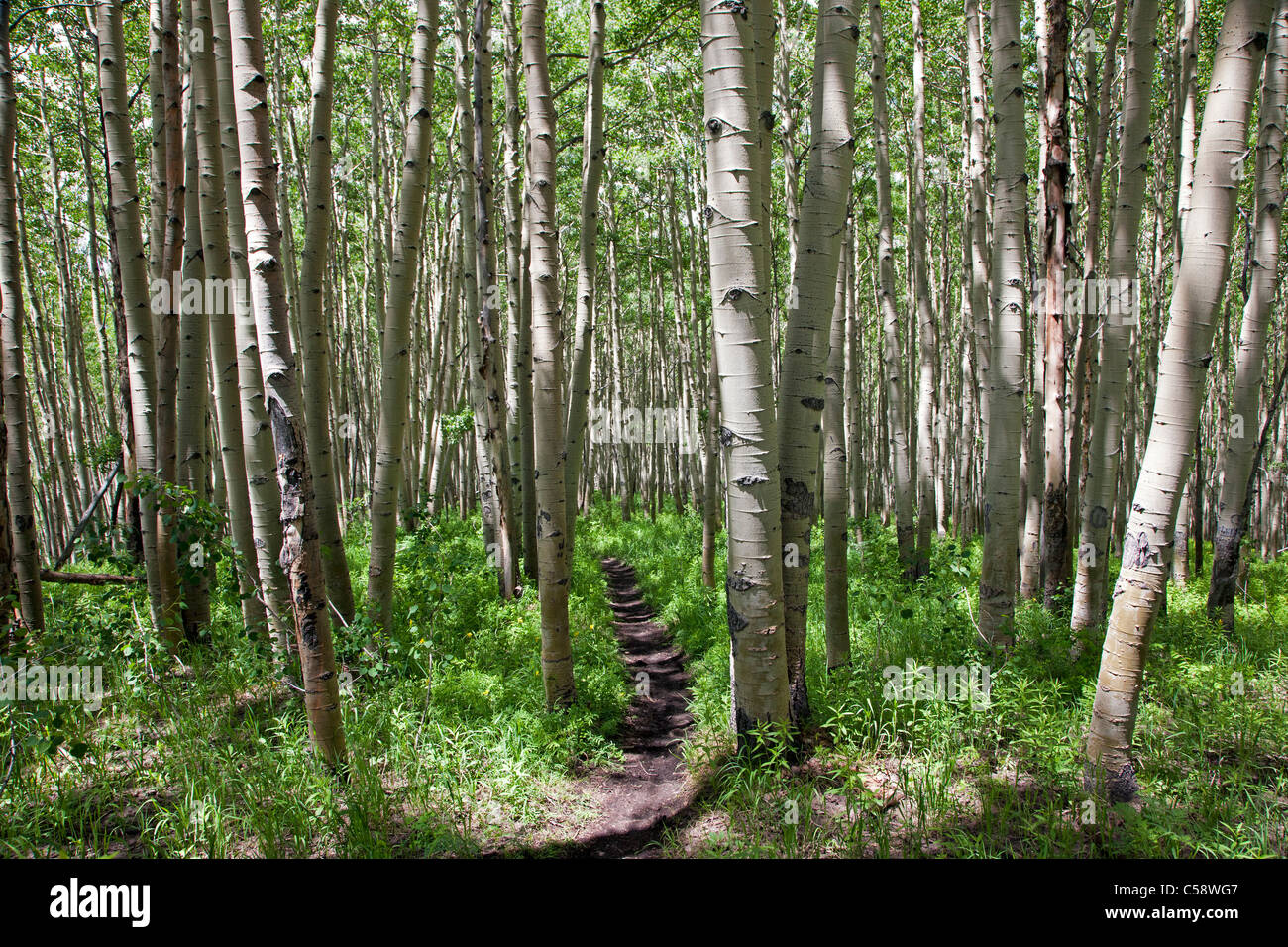 Aspen alberi su Deer Creek Trail vicino a Crested Butte, Colorado, Stati Uniti d'America. Foto Stock