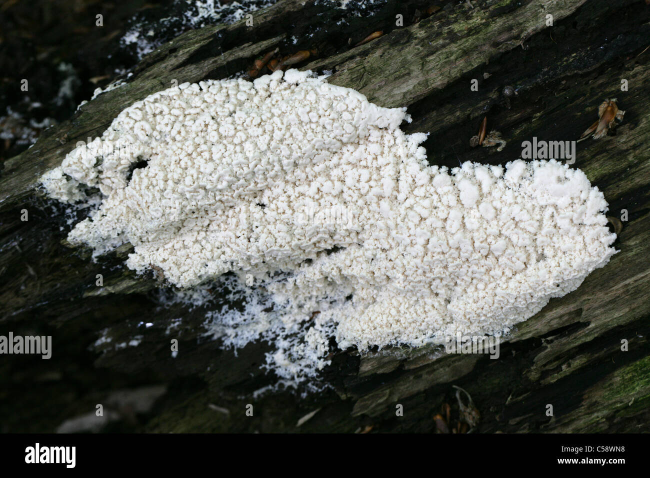 Corallo bianco o limo White-Finger limo, Ceratiomyxa fruticulosa. Whippendell boschi, Hertfordshire, Regno Unito. Stadio Plasmoidal. Foto Stock