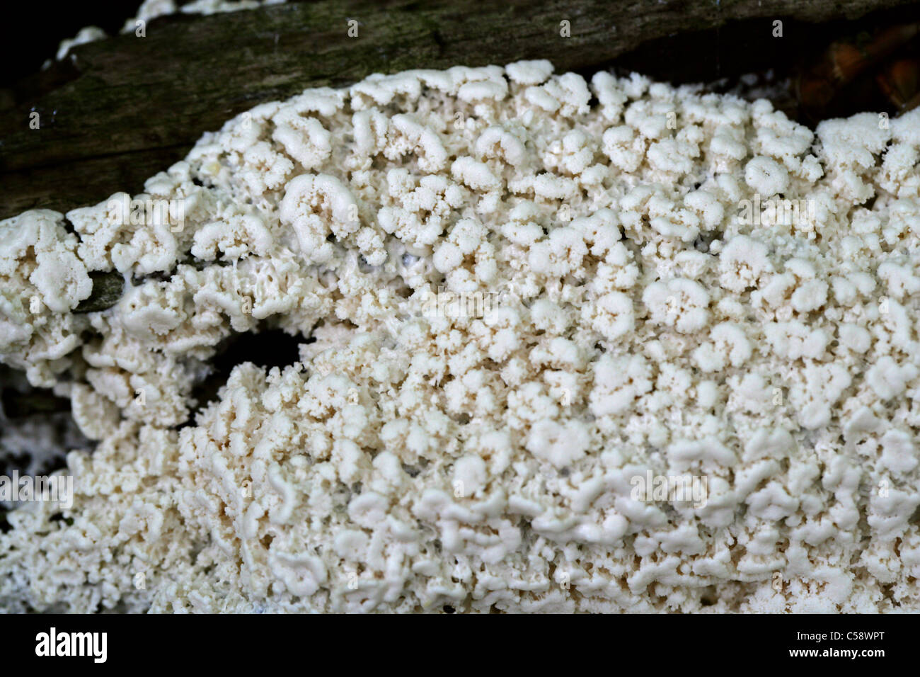 Corallo bianco o limo White-Finger limo, Ceratiomyxa fruticulosa. Whippendell boschi, Hertfordshire, Regno Unito. Stadio Plasmoidal. Foto Stock
