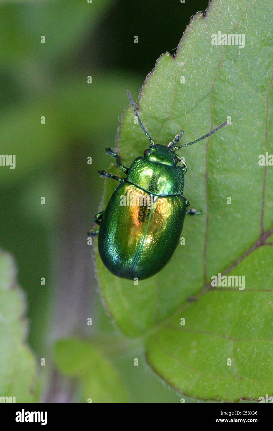 Foglia di menta Beetle, Chrysolina menthastri, Chrysomelidae, coleotteri. Regno Unito. Foto Stock