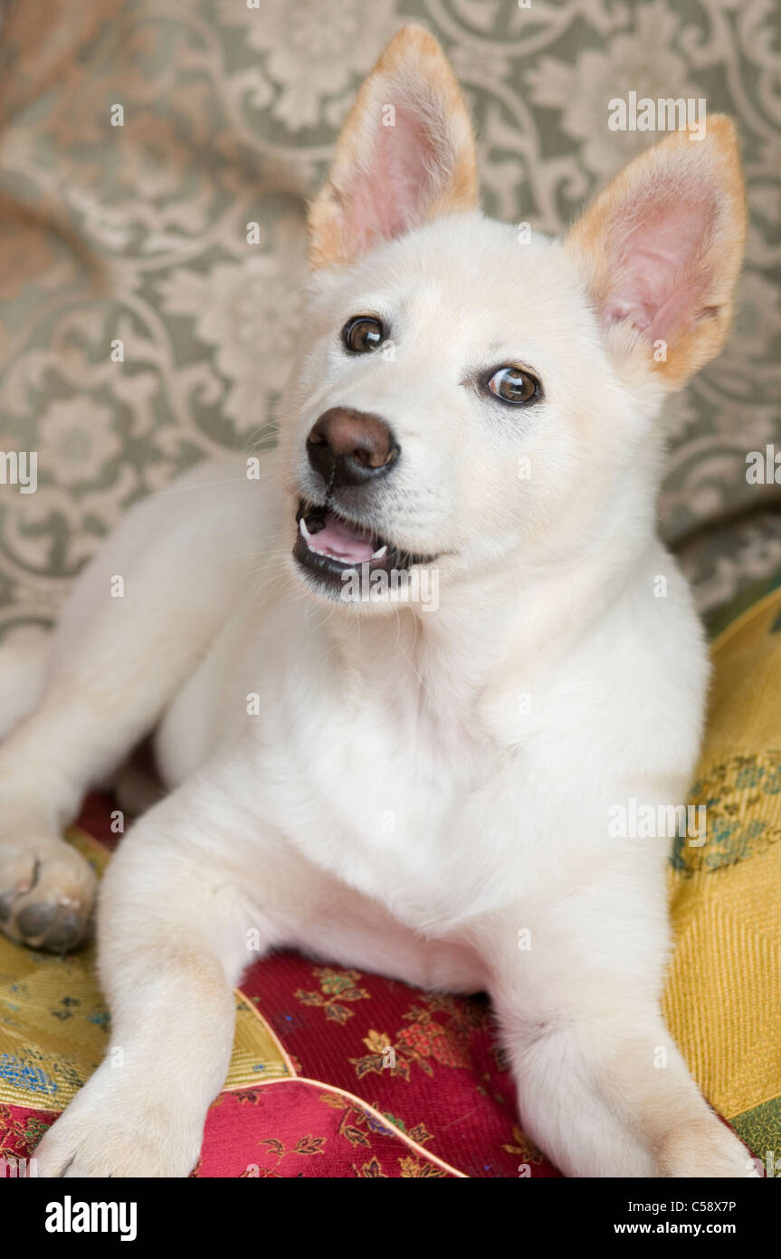 A tre mesi di vecchio Shiba Inu razza mista cucciolo di salvataggio Foto Stock