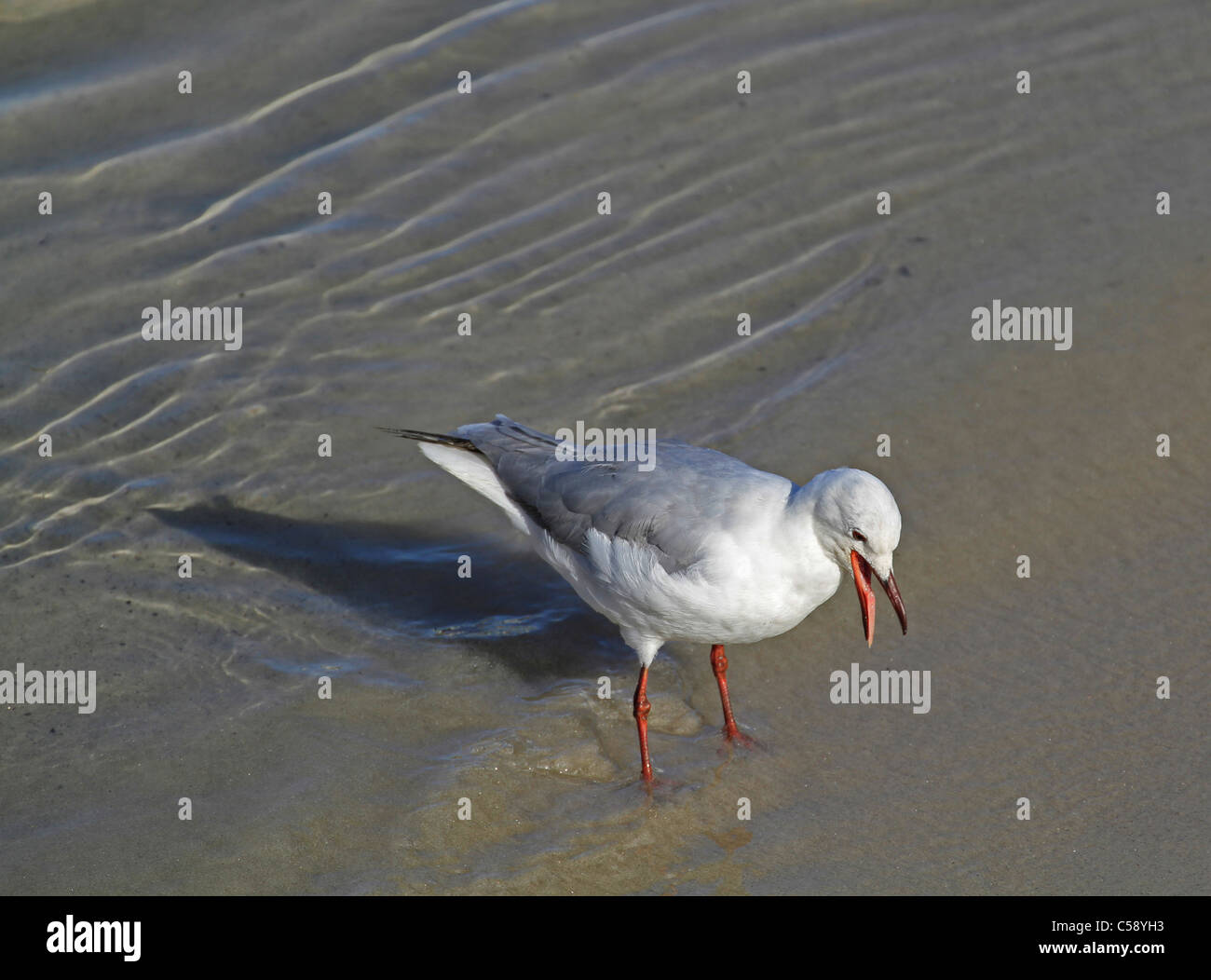 Hartlaub il gabbiano (larus hartlaubii) squawking con la lingua di fuori, Hout Bay, provincia del Capo Occidentale, Sud Africa. Foto Stock