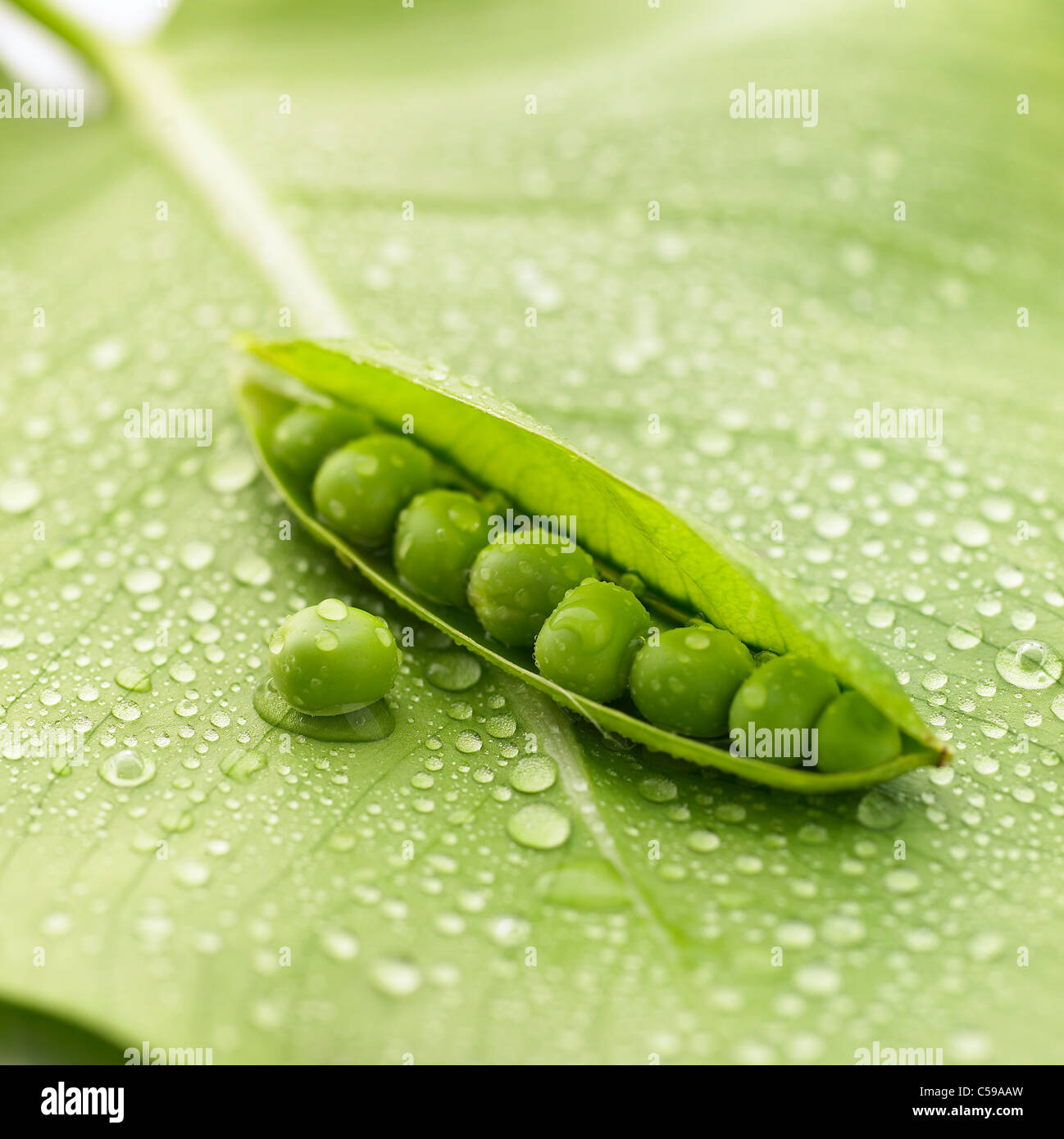 Close-up di pisello verde cialde sulla lamina Foto Stock